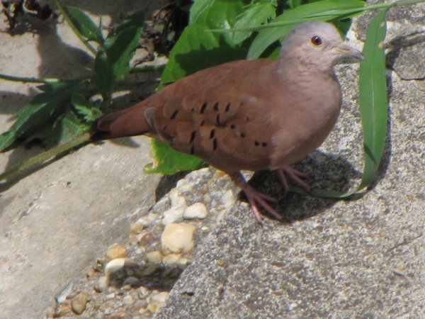 Photo (17): Ruddy Ground-Dove