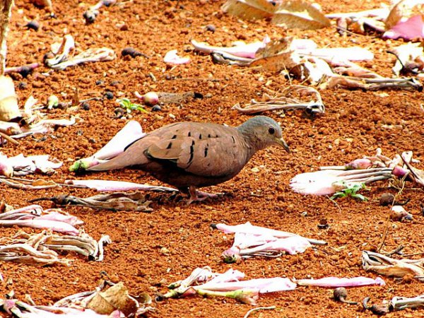Photo (9): Ruddy Ground-Dove