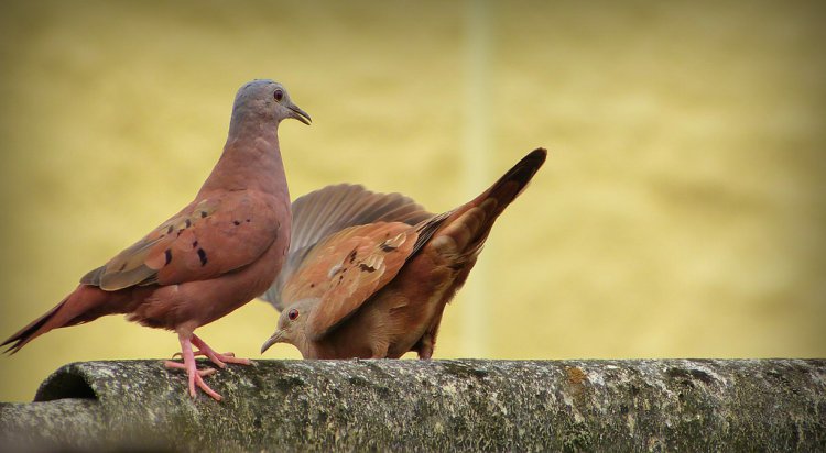 Photo (2): Ruddy Ground-Dove