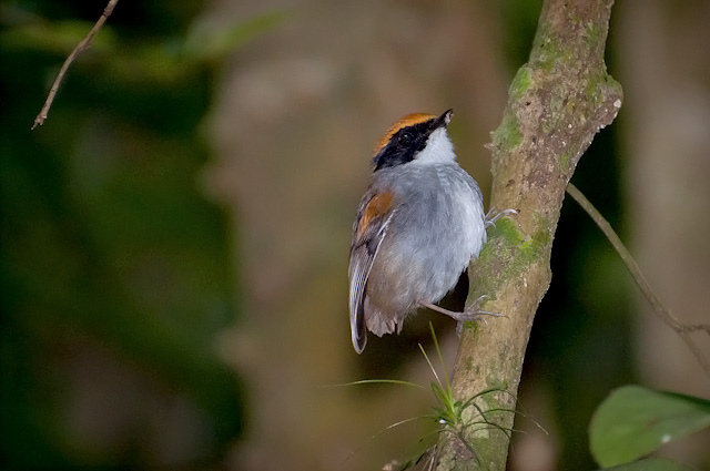 Photo (7): Black-cheeked Gnateater