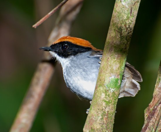 Photo (3): Black-cheeked Gnateater