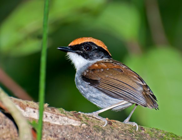 Photo (1): Black-cheeked Gnateater