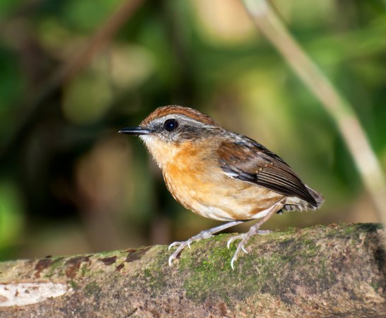 Photo (2): Black-cheeked Gnateater