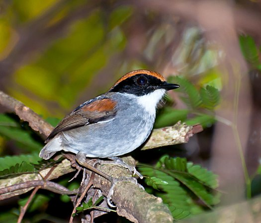 Photo (5): Black-cheeked Gnateater