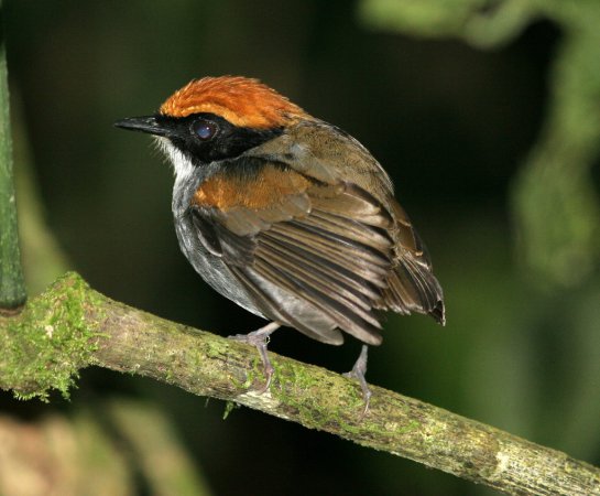 Photo (4): Black-cheeked Gnateater