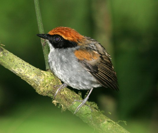Photo (6): Black-cheeked Gnateater