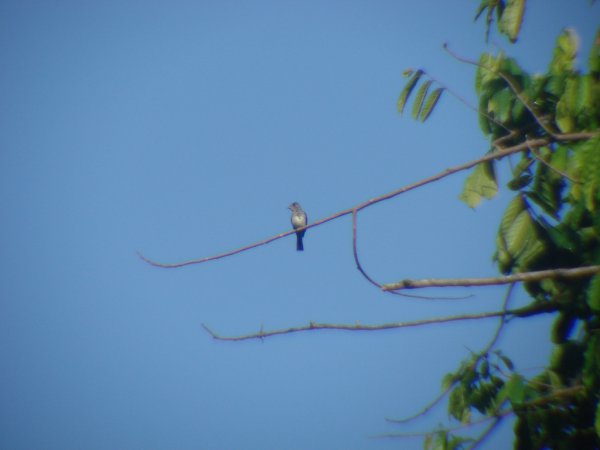 Photo (14): Tropical Pewee