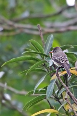 Photo (10): Tropical Pewee