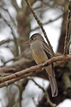 Photo (15): Tropical Pewee