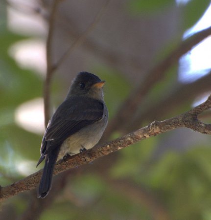 Photo (5): Tropical Pewee