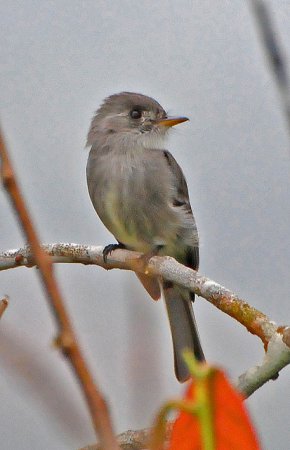 Photo (11): Tropical Pewee
