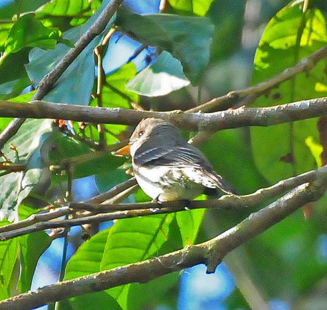 Photo (13): Tropical Pewee
