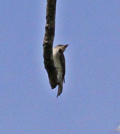 Photo (8): Tropical Pewee