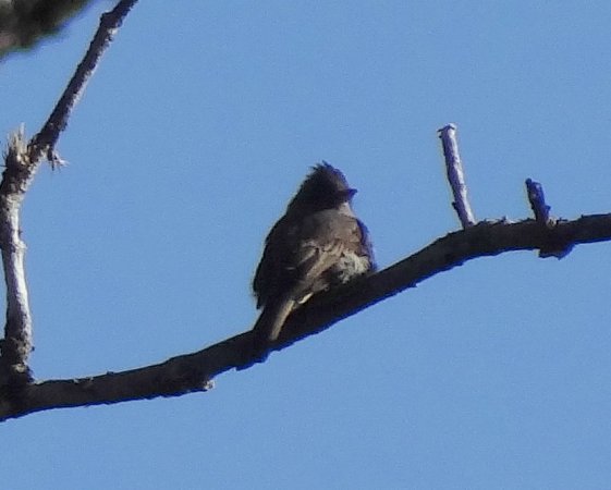 Photo (2): Smoke-colored Pewee