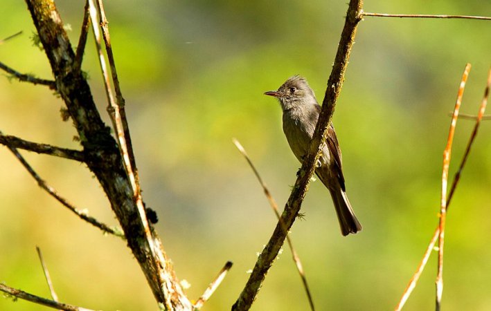 Photo (6): Smoke-colored Pewee