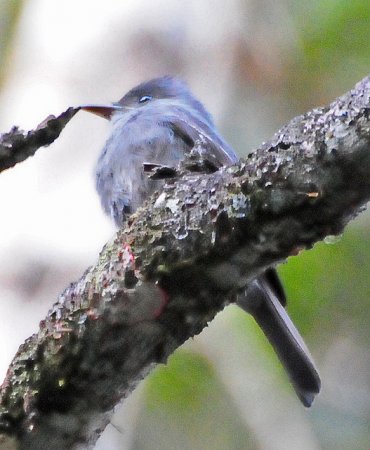 Photo (5): Smoke-colored Pewee