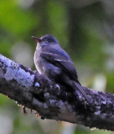 Photo (3): Smoke-colored Pewee