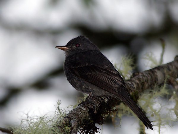 Photo (4): Smoke-colored Pewee