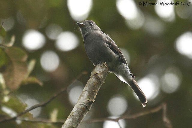 Photo (1): Smoke-colored Pewee