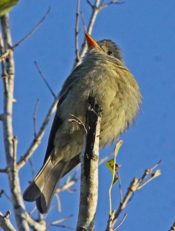 Photo (7): Greater Pewee