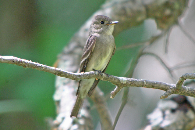Photo (8): Western Wood-Pewee