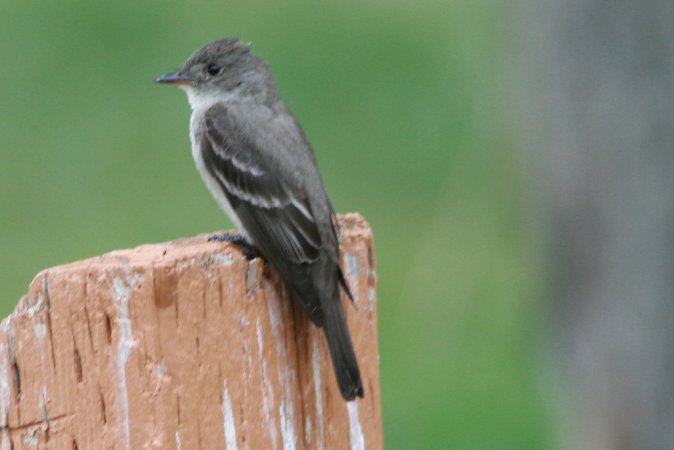 Photo (12): Western Wood-Pewee