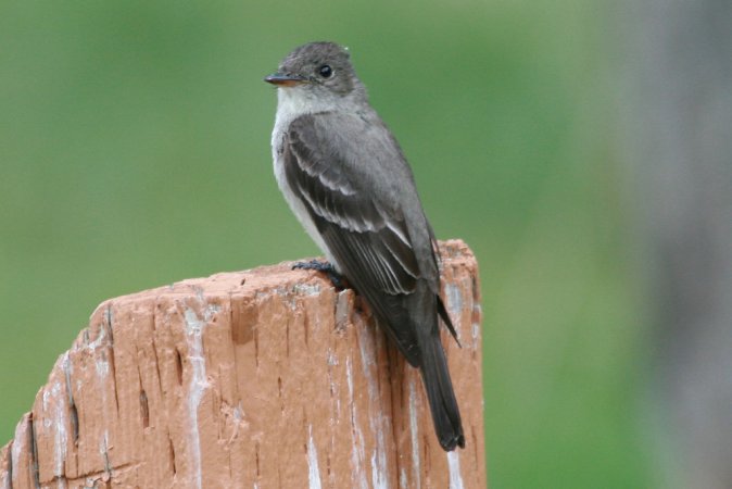 Photo (17): Western Wood-Pewee