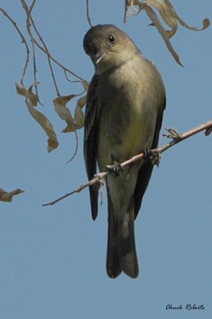 Photo (9): Western Wood-Pewee