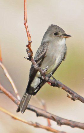 Photo (19): Western Wood-Pewee