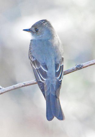 Photo (16): Western Wood-Pewee