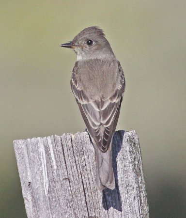Photo (10): Western Wood-Pewee