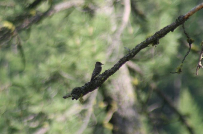 Photo (13): Western Wood-Pewee