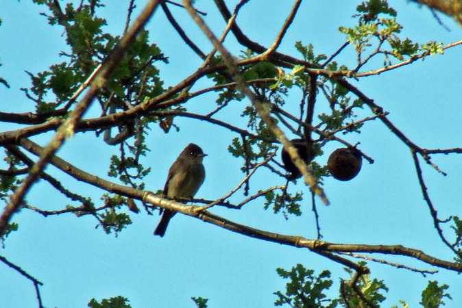 Photo (18): Western Wood-Pewee