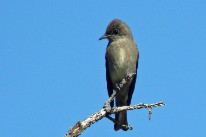 Photo (11): Western Wood-Pewee