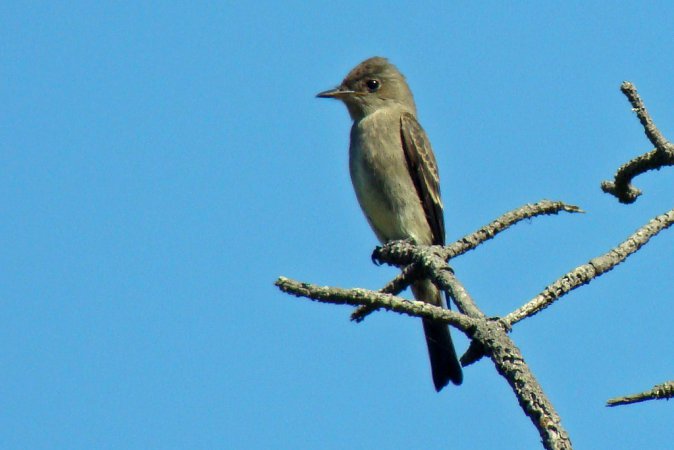Photo (14): Western Wood-Pewee