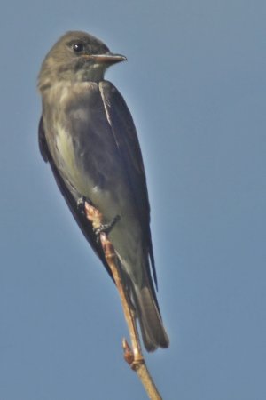 Photo (15): Western Wood-Pewee