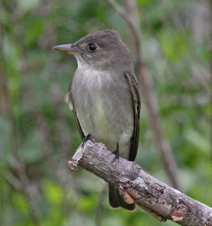 Photo (15): Eastern Wood-Pewee