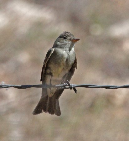 Photo (9): Eastern Wood-Pewee