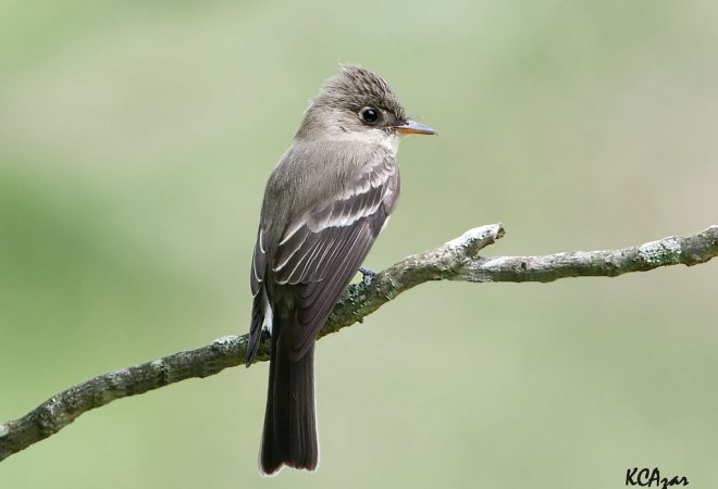 Photo (2): Eastern Wood-Pewee