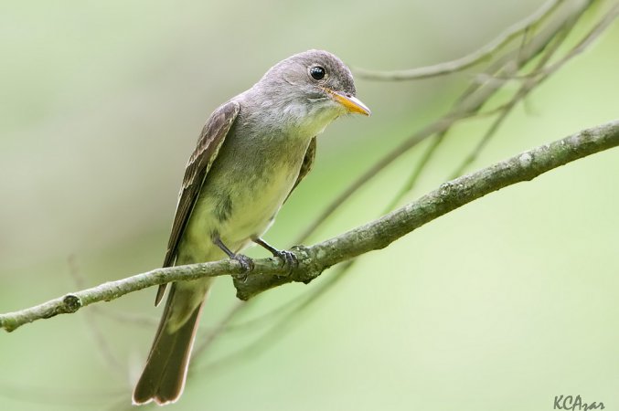 Photo (1): Eastern Wood-Pewee
