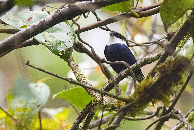 Photo (2): White-ruffed Manakin