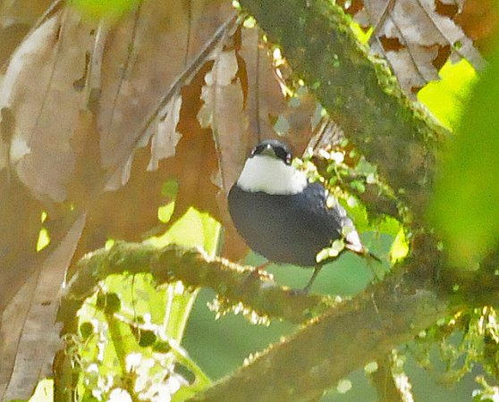 Photo (1): White-ruffed Manakin