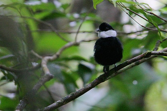 Photo (3): White-ruffed Manakin