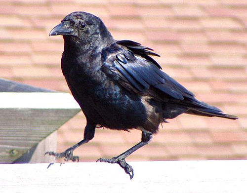 Photo (10): Fish Crow