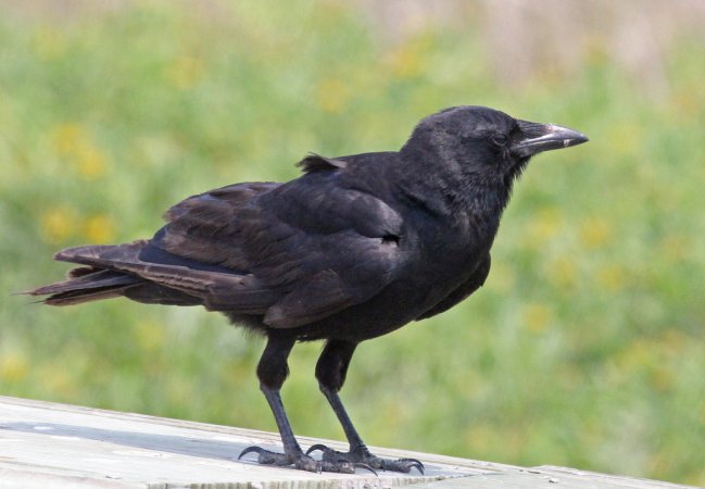 Photo (2): Fish Crow