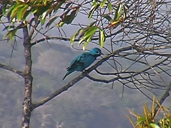 Photo (3): Blue Cotinga