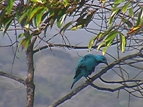 Photo (2): Blue Cotinga