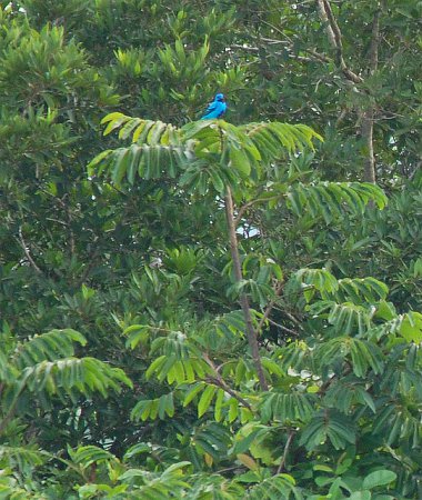 Photo (1): Blue Cotinga