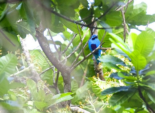 Photo (4): Blue Cotinga