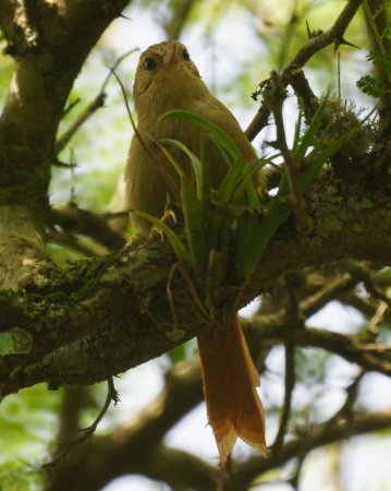 Photo (1): Crested Spinetail